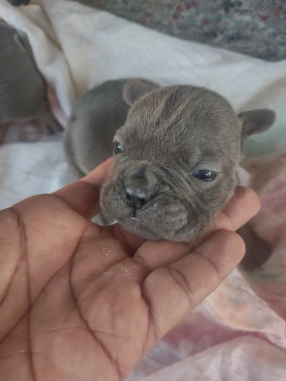 American Bully