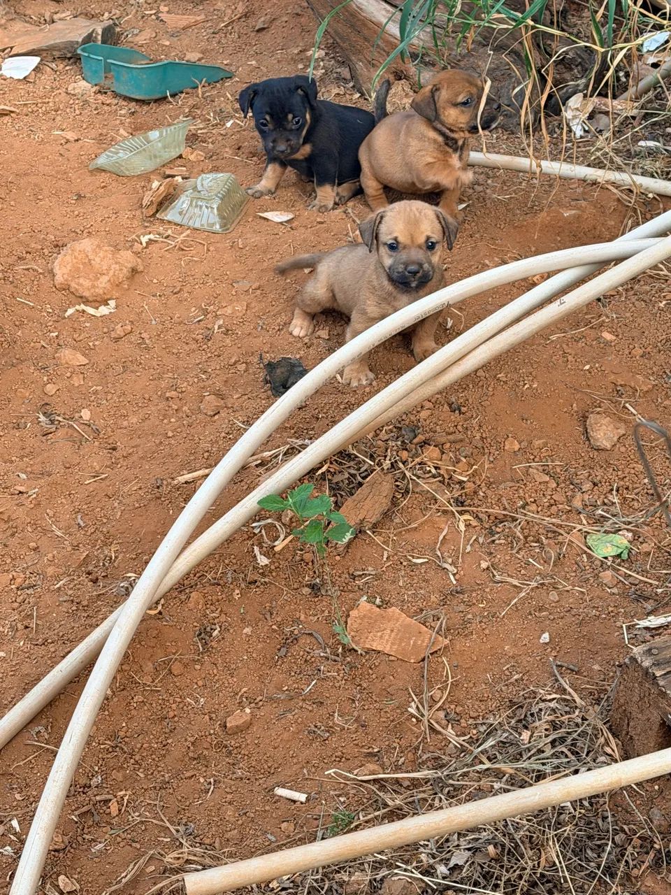 Doa-se cachorros  - Foto 2