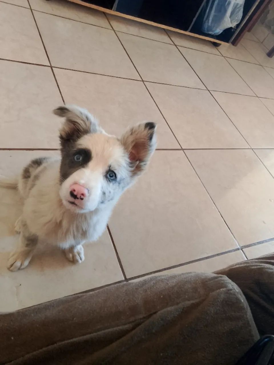 Border collie merle  - Foto 2