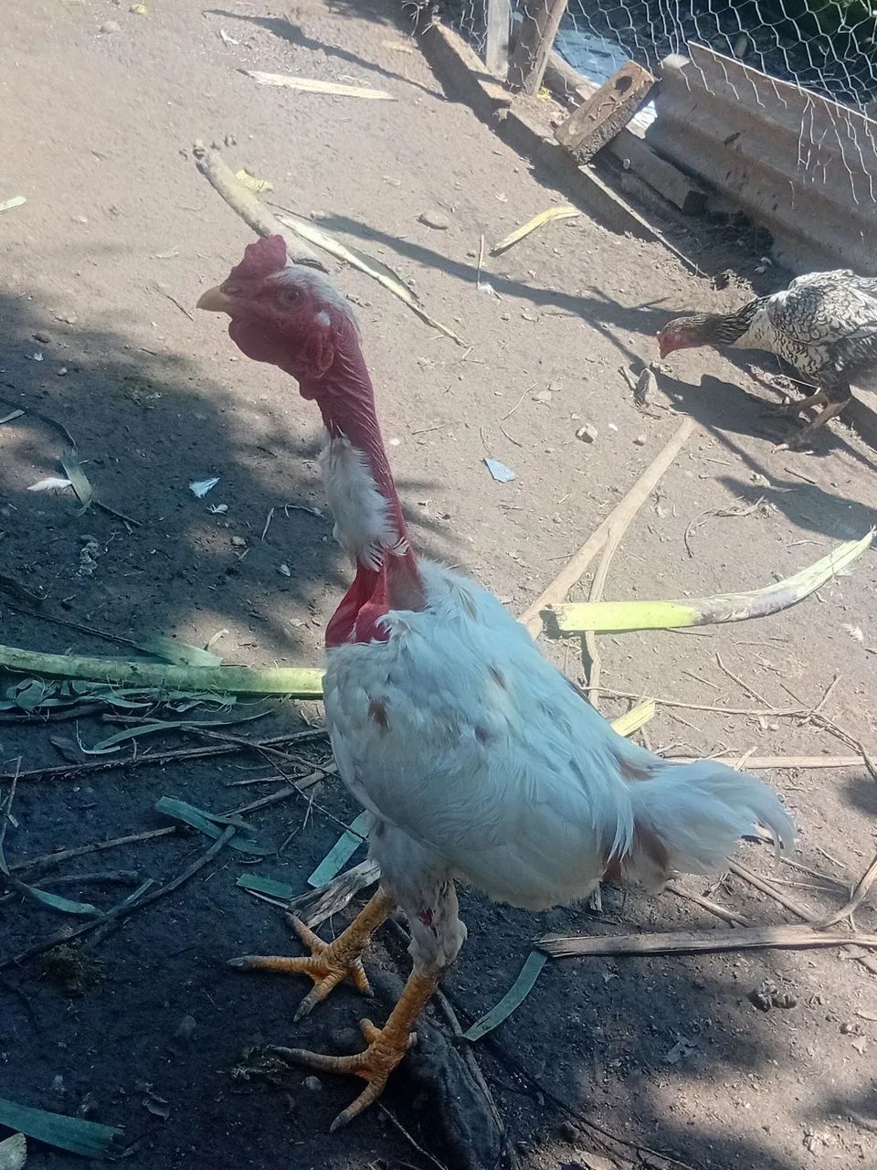 FRANGO POLACO 