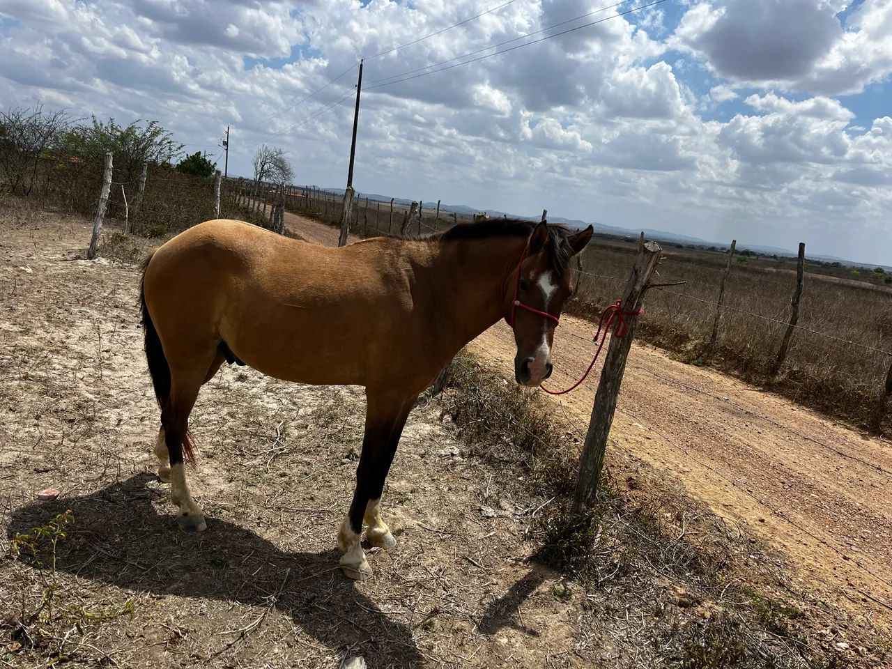 Cavalo - Foto 5