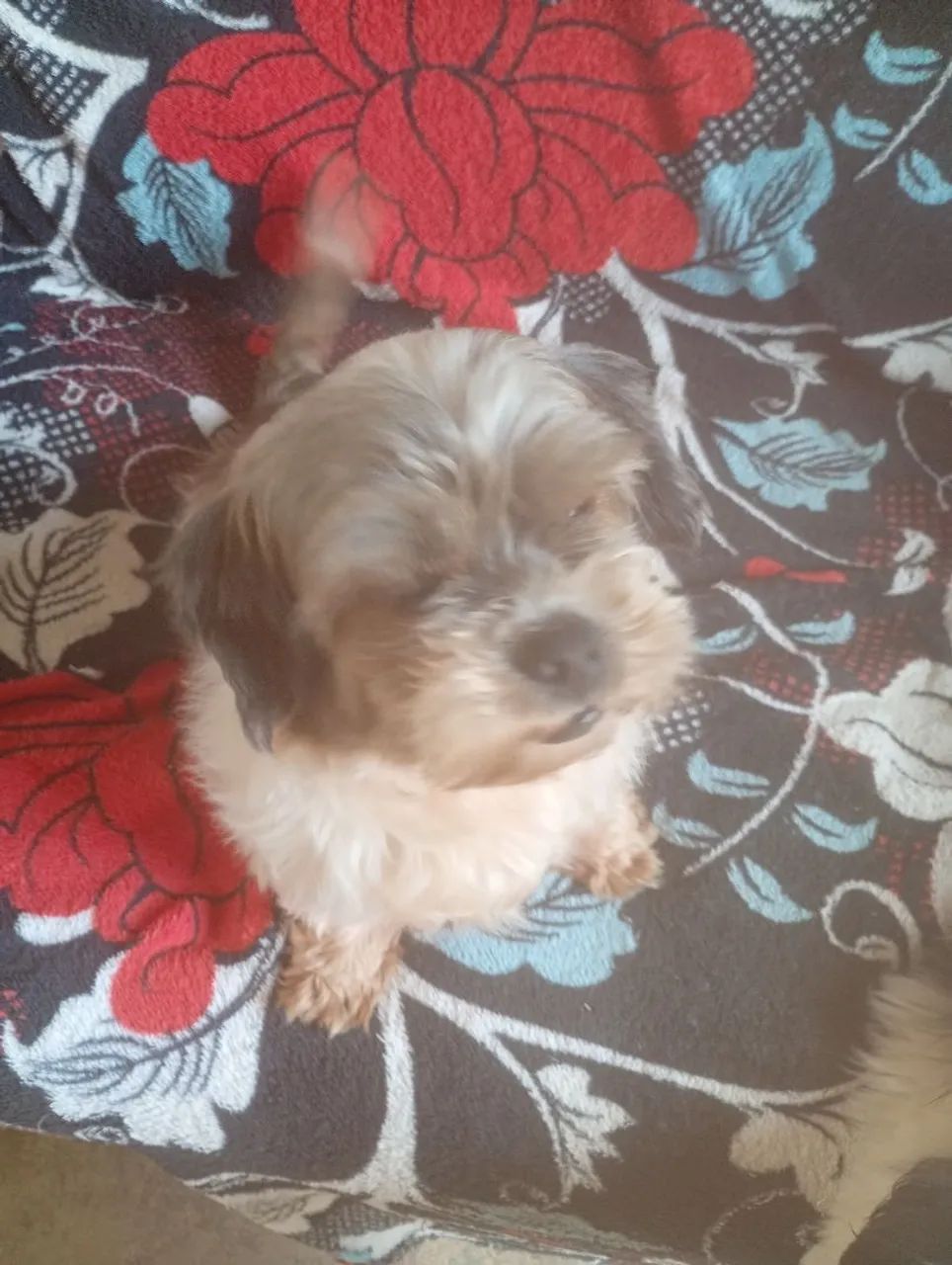 Cachorro sutiz  - Foto 5