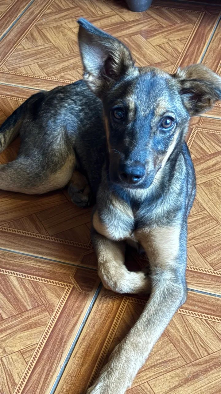 Doação de cachorro - Foto 3