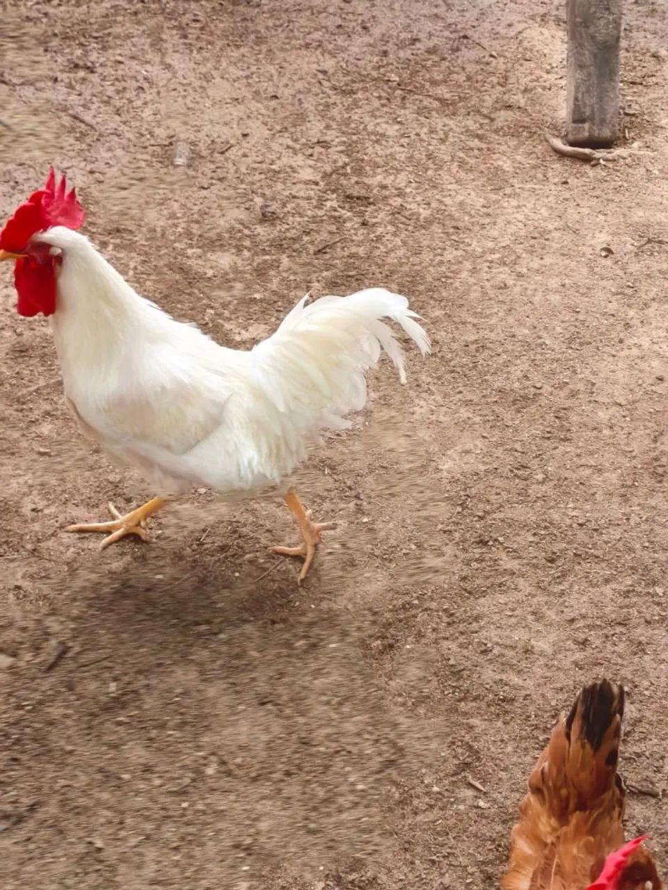 Vendo frango e franguinhos - Foto 2
