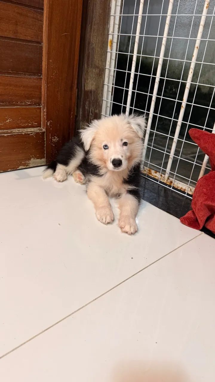 Border collie