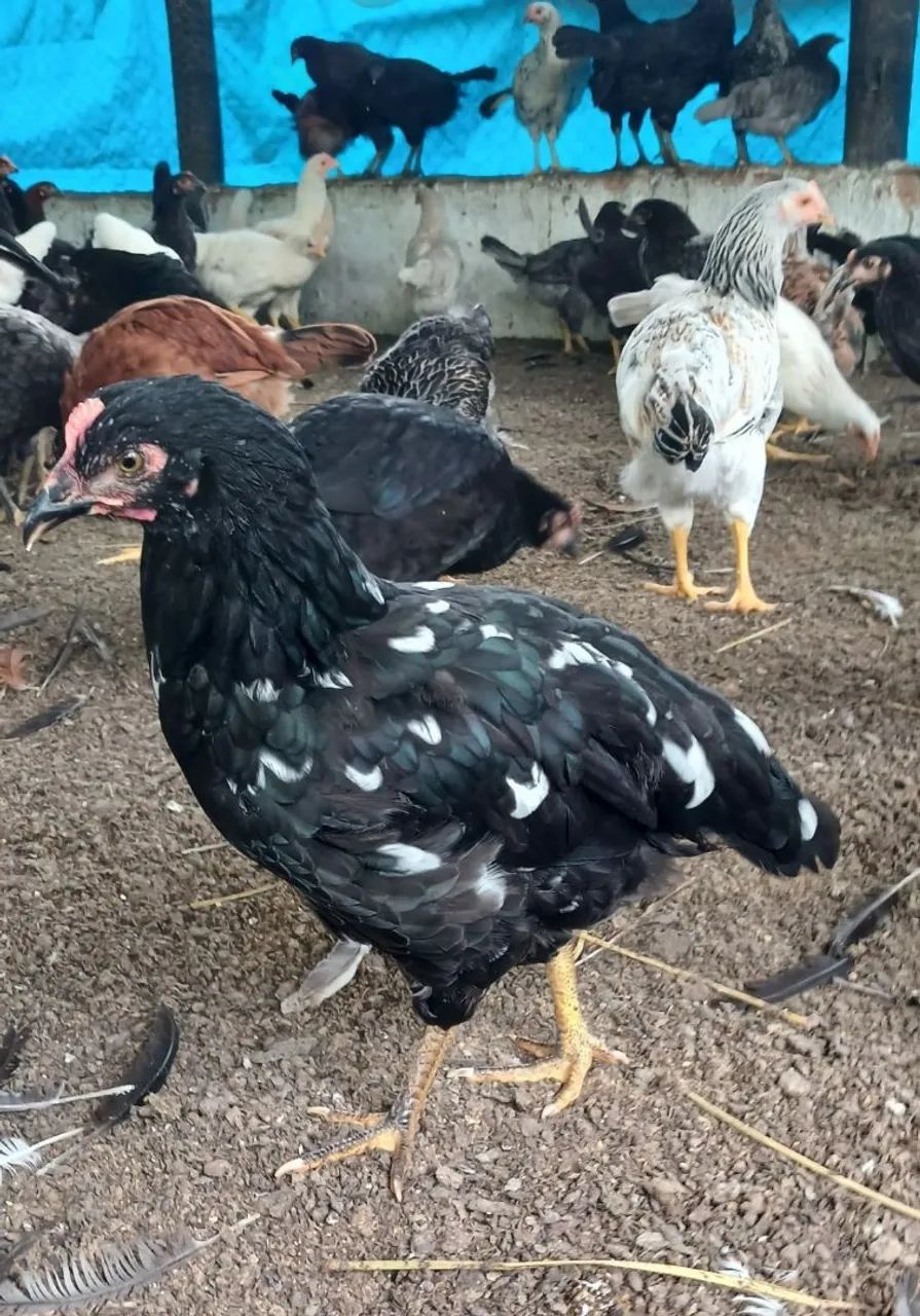 Galinha frangas poedeira  - Foto 4