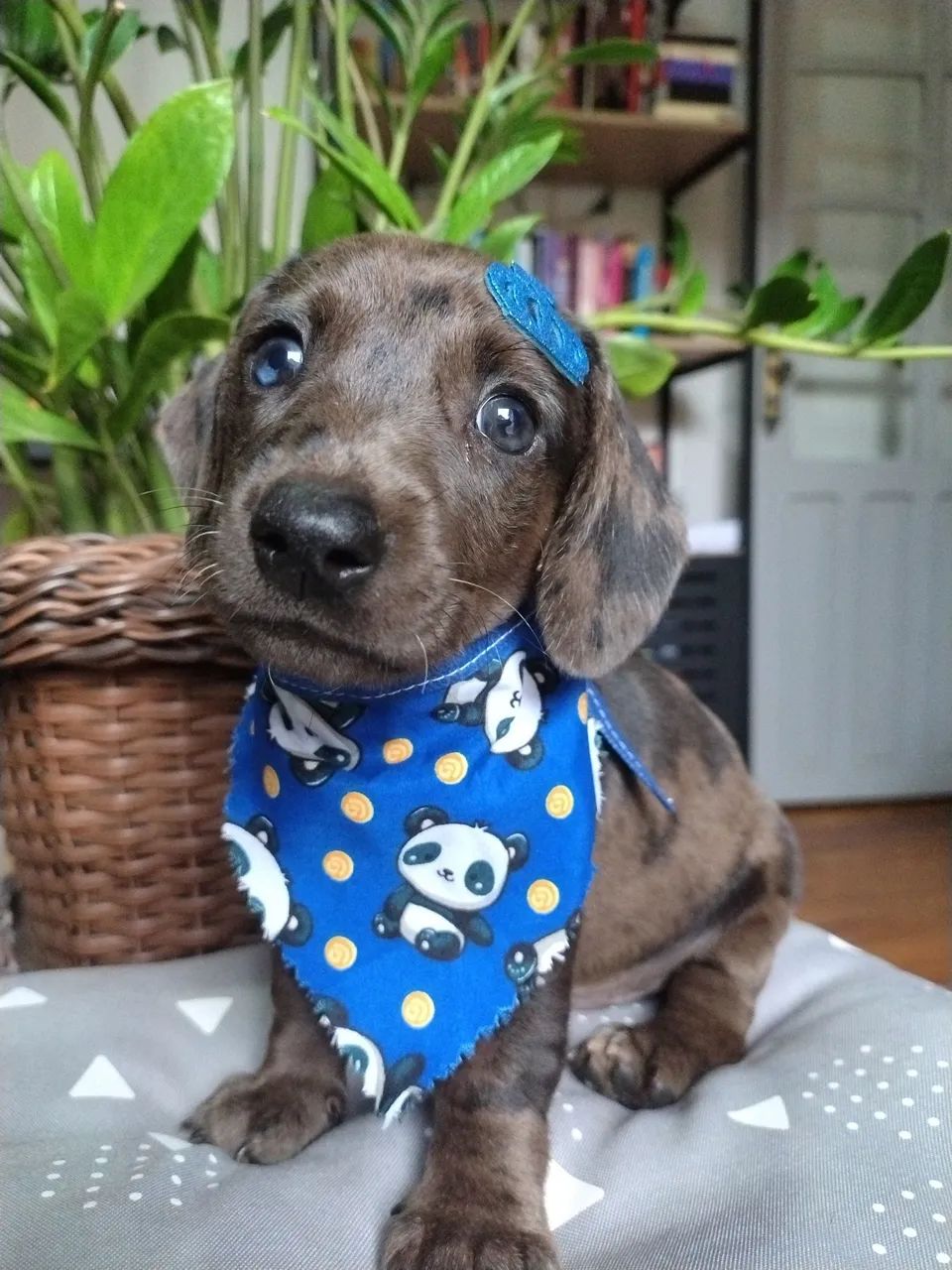 Lindo filhote miniatura arlequim (Macho) - Foto 4