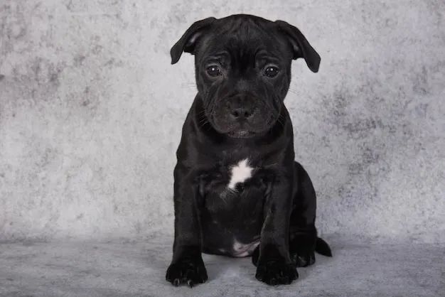 Pitbull Filhote  - Foto 5