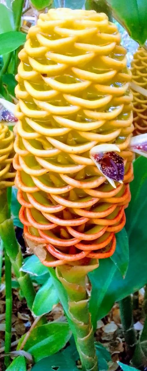 Planta 