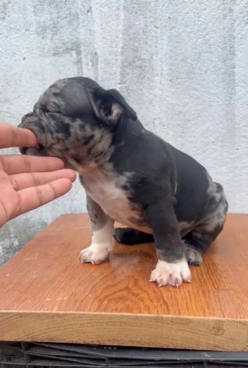 Machinho American bully  - Foto 2