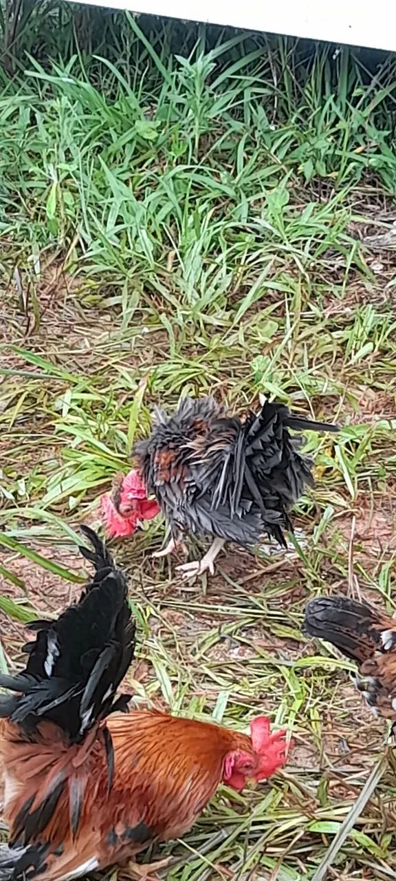 Mini galo - Foto 4