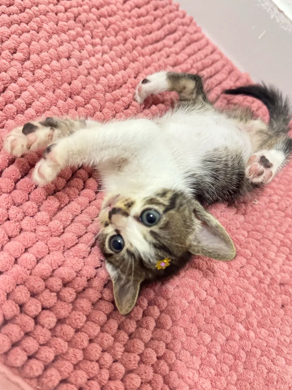 Doação responsável 