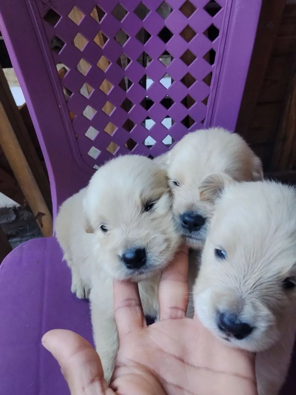 Husky siberiano e Golden