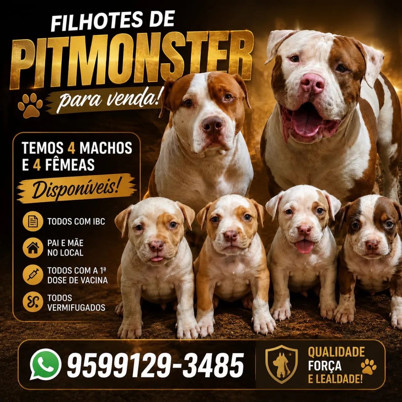 VENDE-SE filhotes de Pit monsters - Foto 3