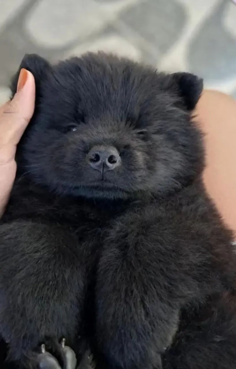 Filhotes de Chow Chow - Foto 2