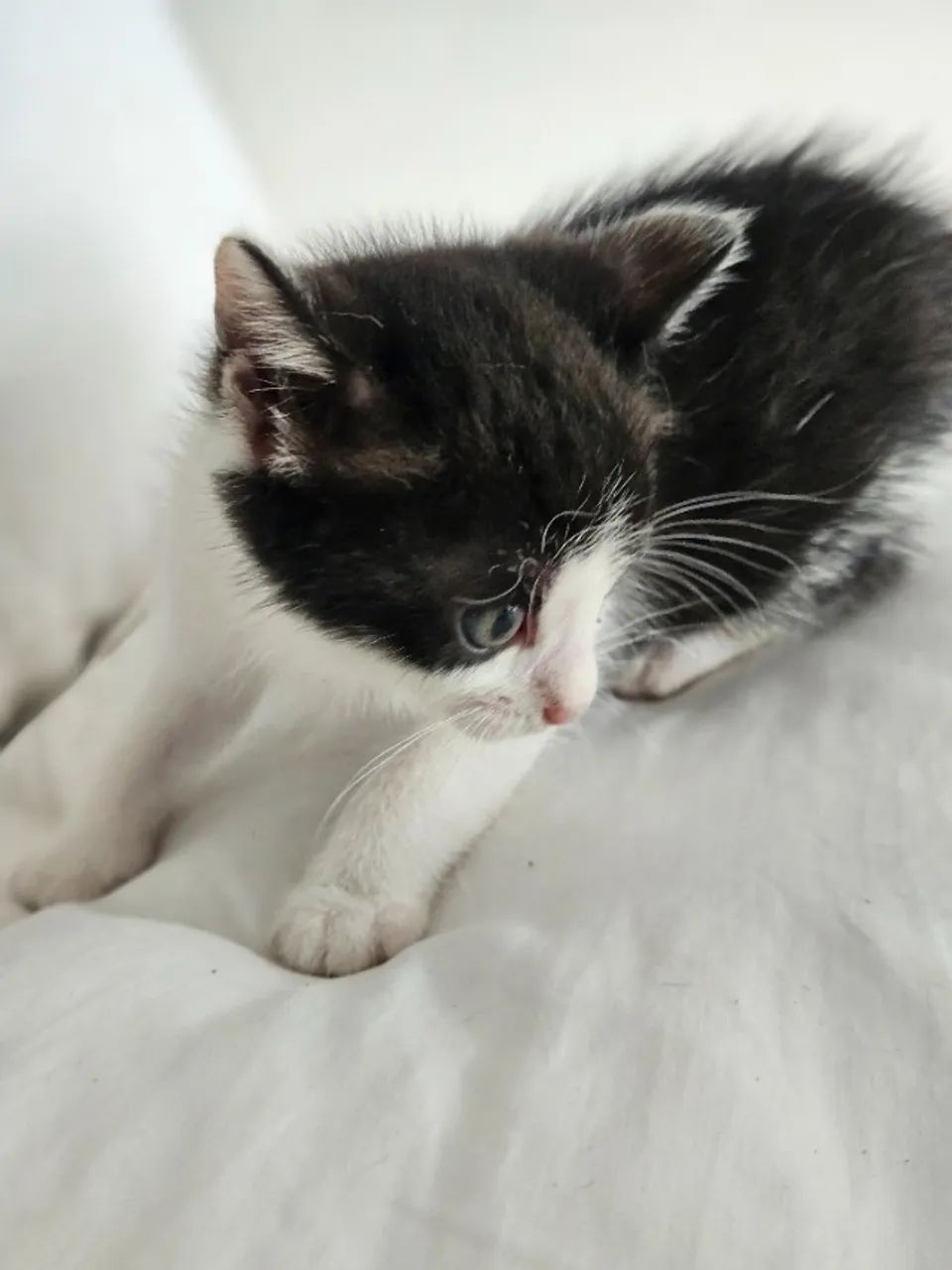 Gatinhos para adoção - Foto 2