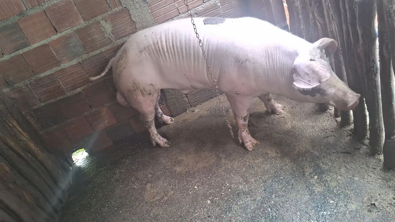 Venda matriz duroc po - Foto 4
