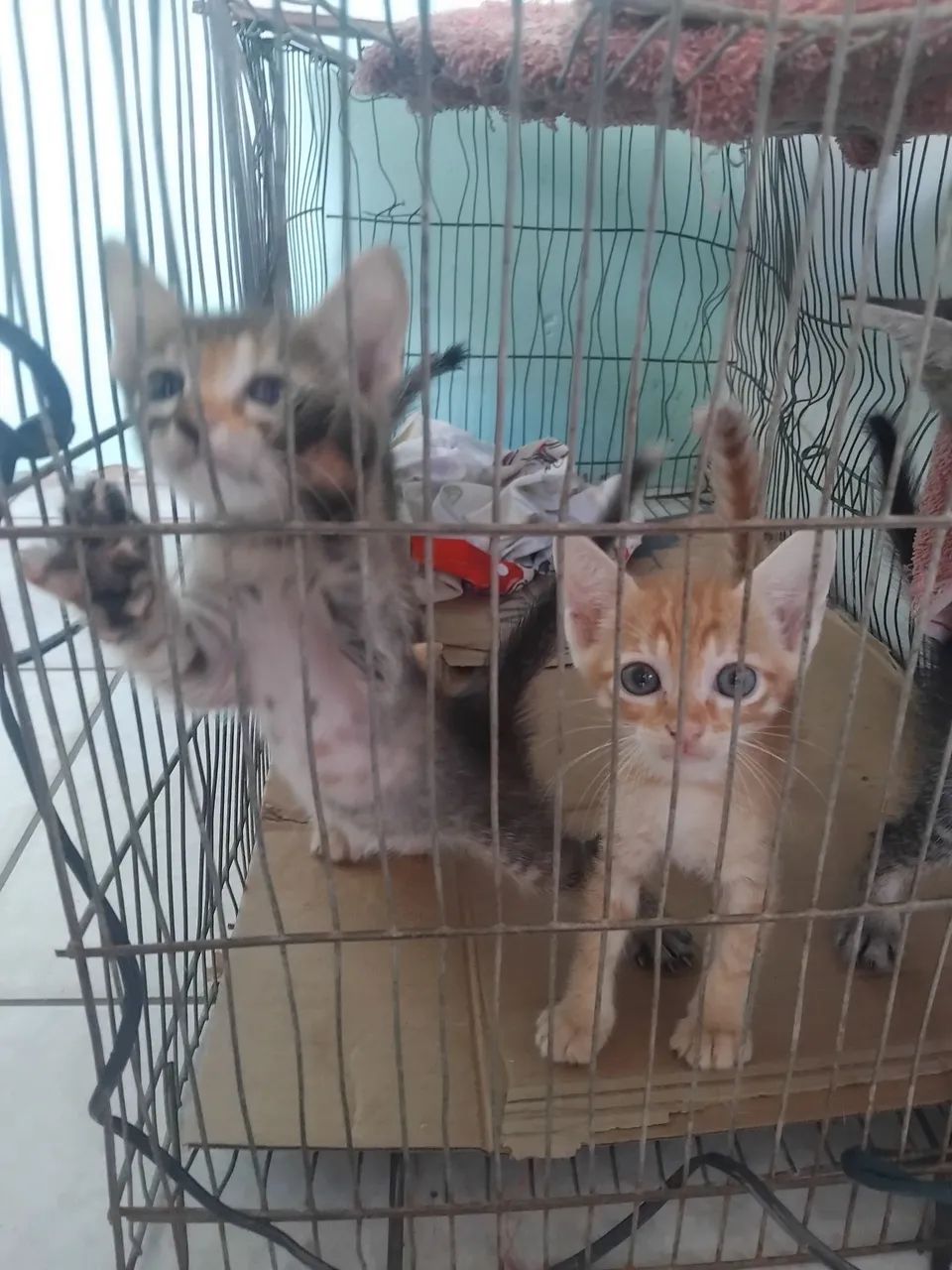 Gatos - Foto 2