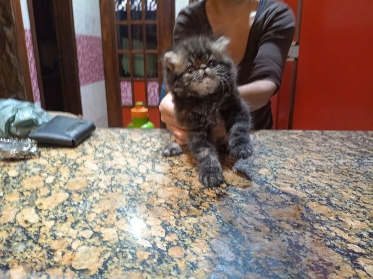 Gato persa 5200 - Foto 4