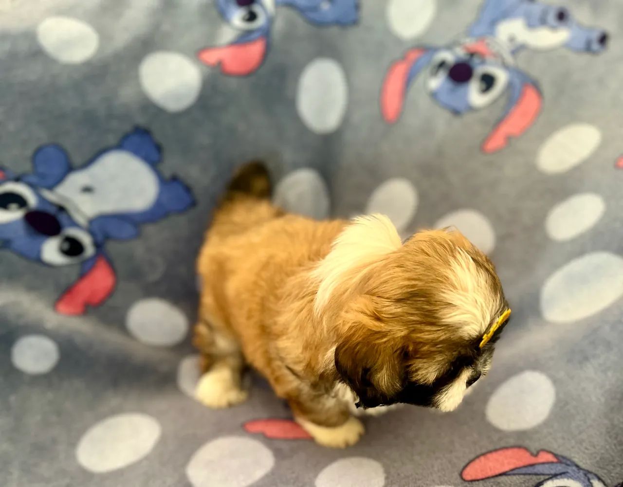 Shih Tzu - Foto 5