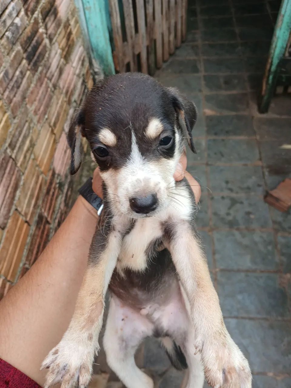 Doação de 4 filhotes de cachorro, sem Raça - Foto 2