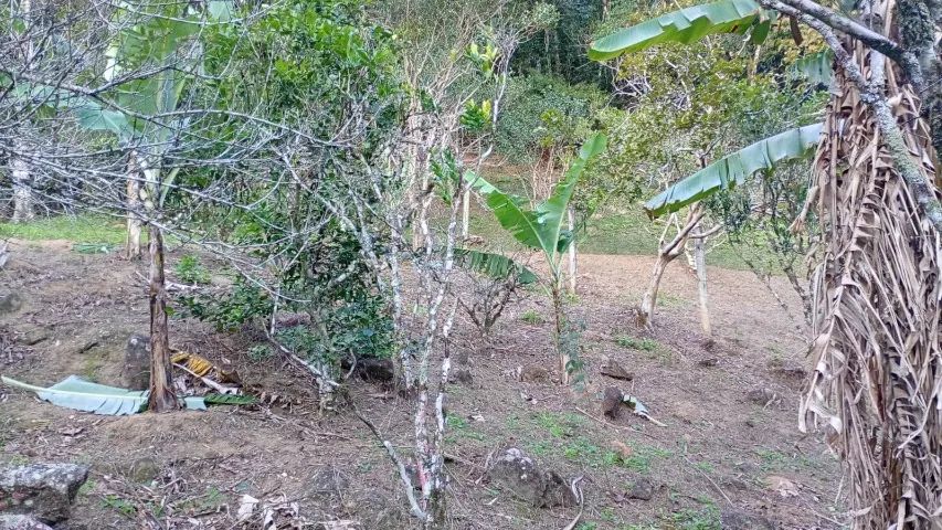 Chácara de 4.000m² com área verde e casa antiga - Foto 5