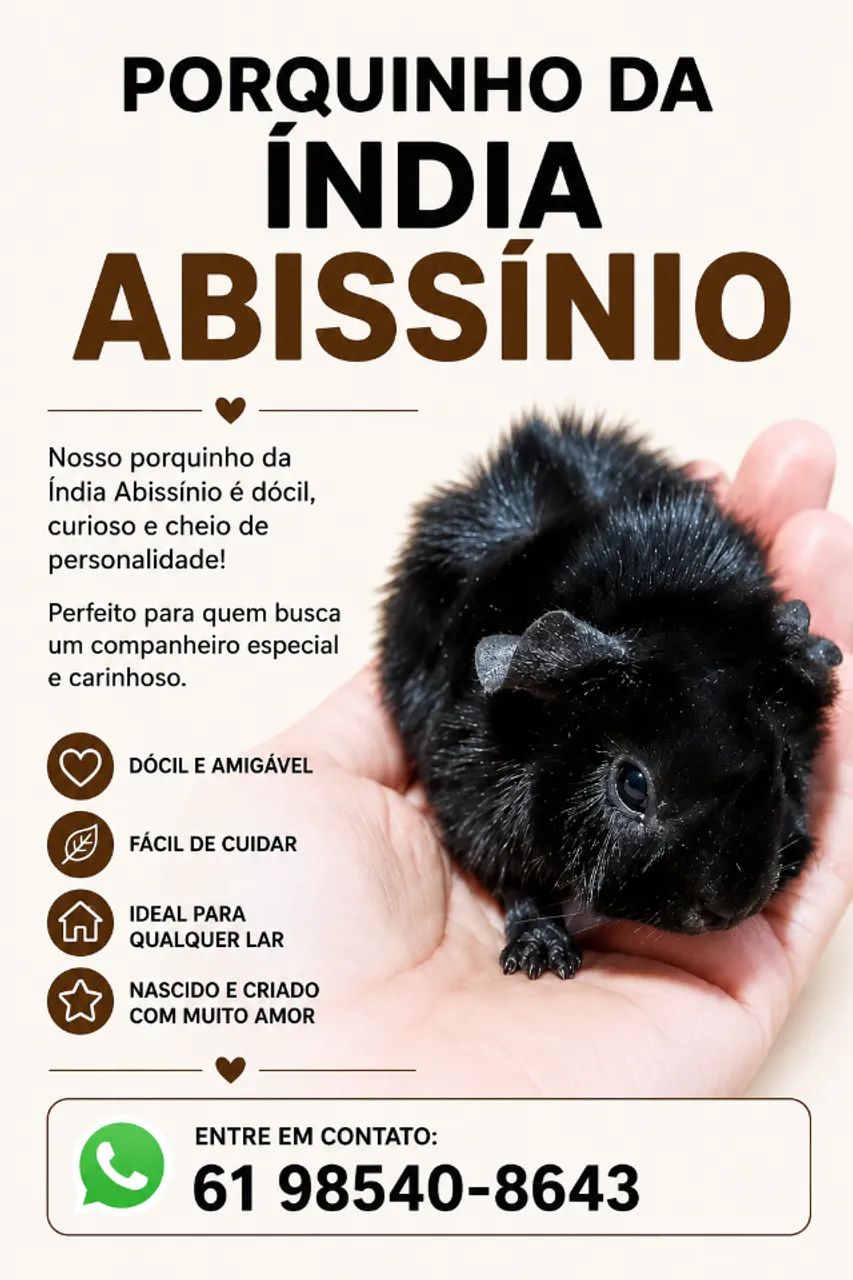 Porquinho da Índia abissinio 