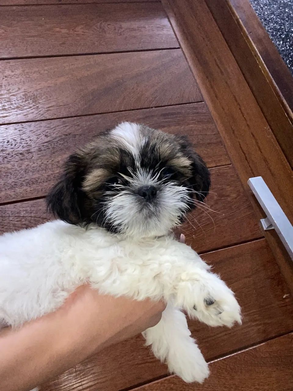 Macho / fêmea shihtzu puro - Foto 2