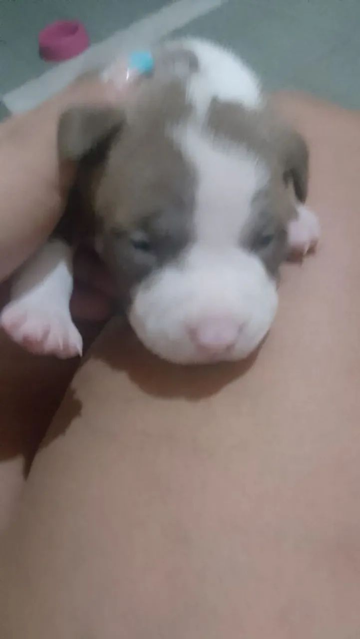 Filhotes de pitbull  - Foto 3