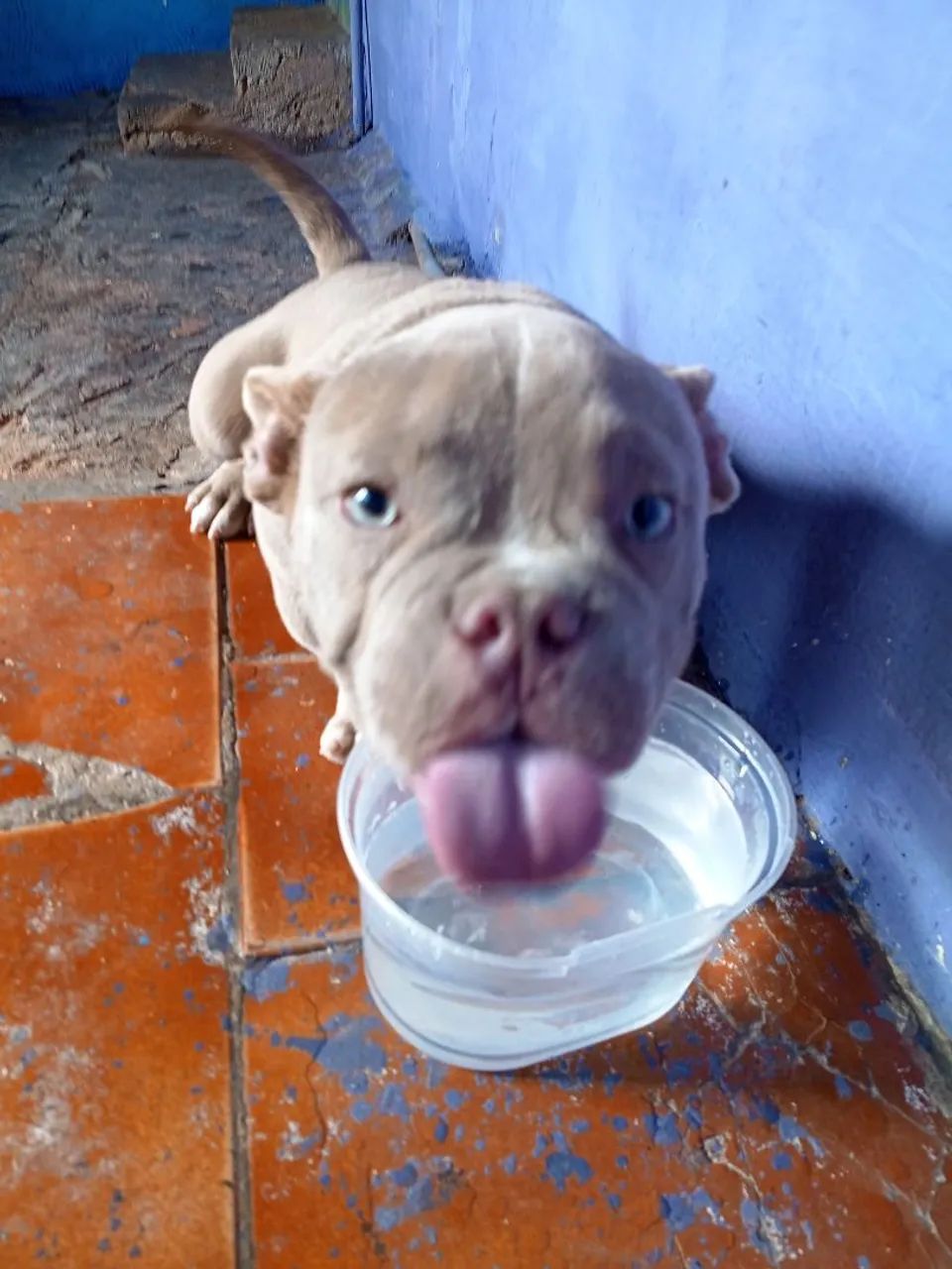 Cachorro  - Foto 2