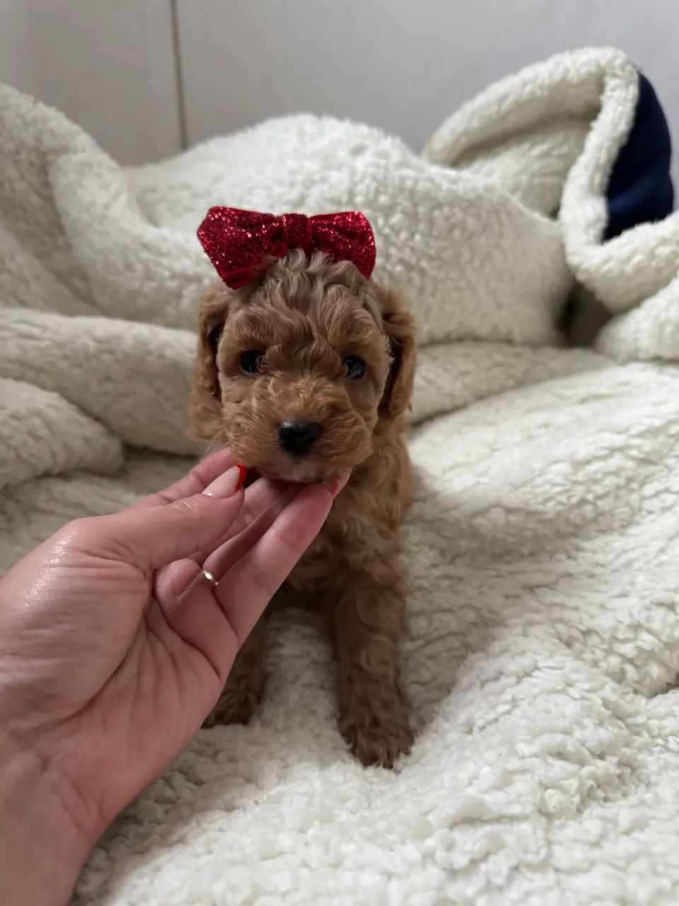 Poodle Toy filhote com contrato e garantia