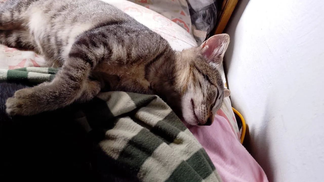 Gatinha tigrada linda e amável  - Foto 3