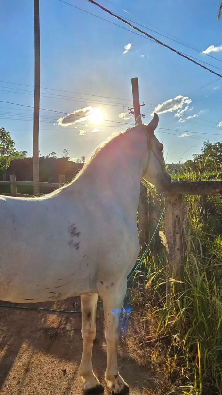 Cavalo registrado 7 anos batido.