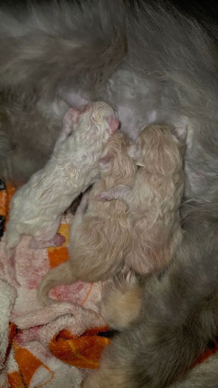 Persa machos - Foto 4