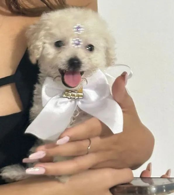 Poodle toy