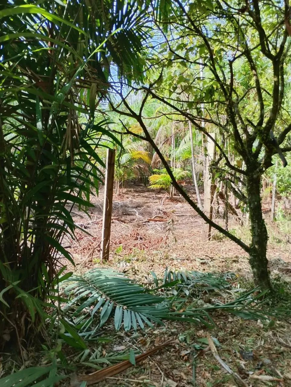 Terreno em Abaetetuba 20x36mt - Foto 4