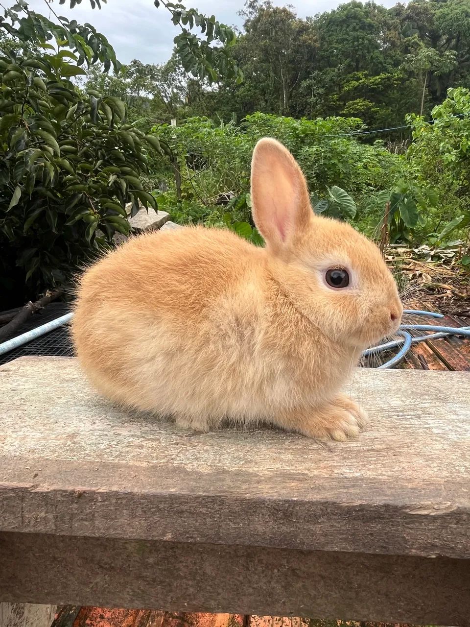 Filhotes de mini Coelho Natherland  - Foto 4