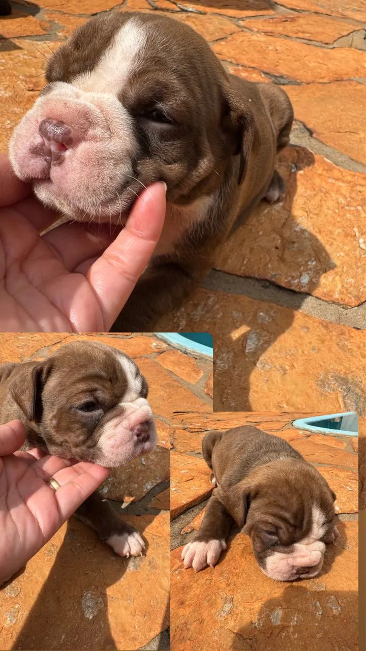 Buldogue campeiro  - Foto 2