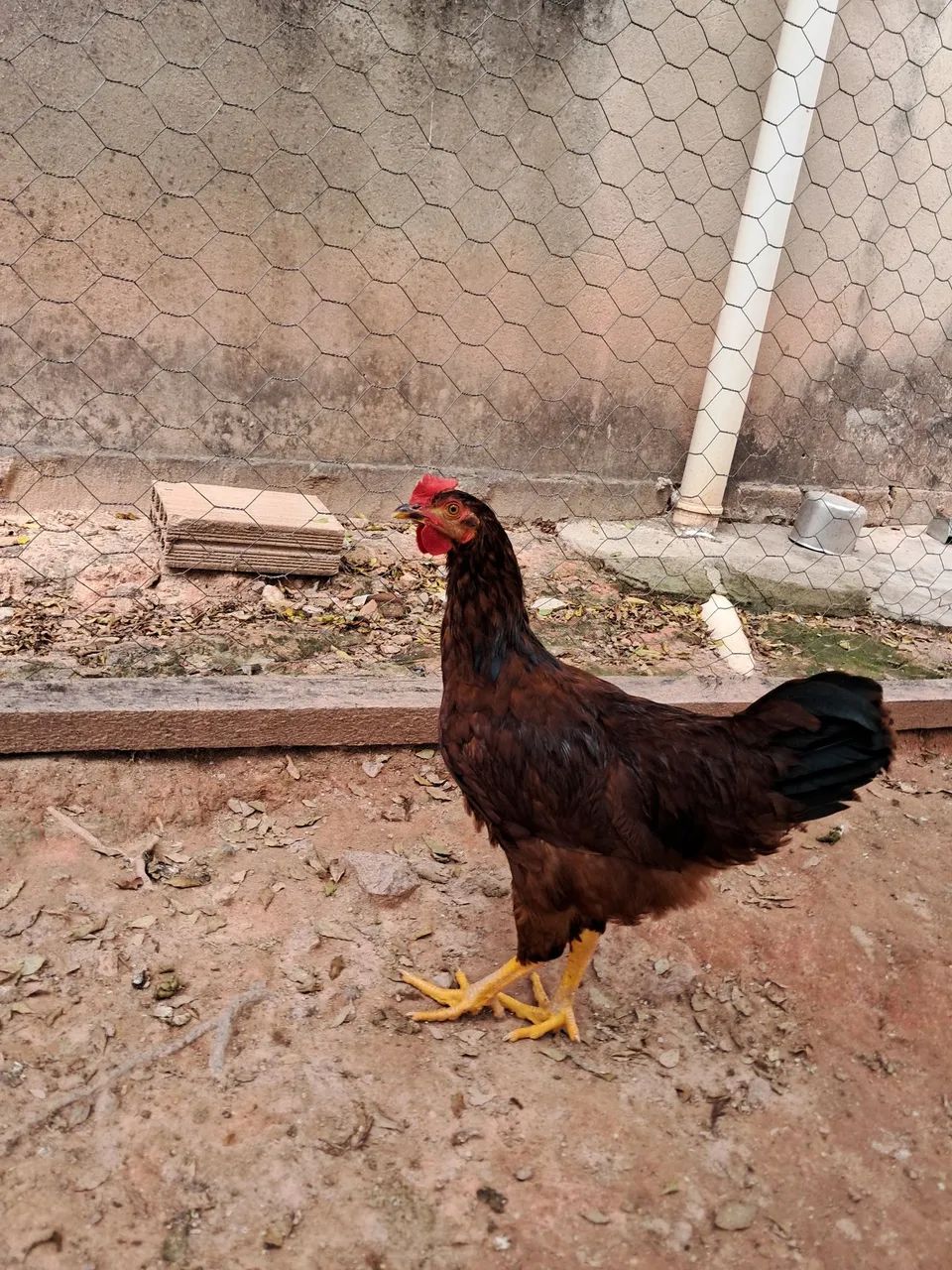 Frango Rhode - Foto 2