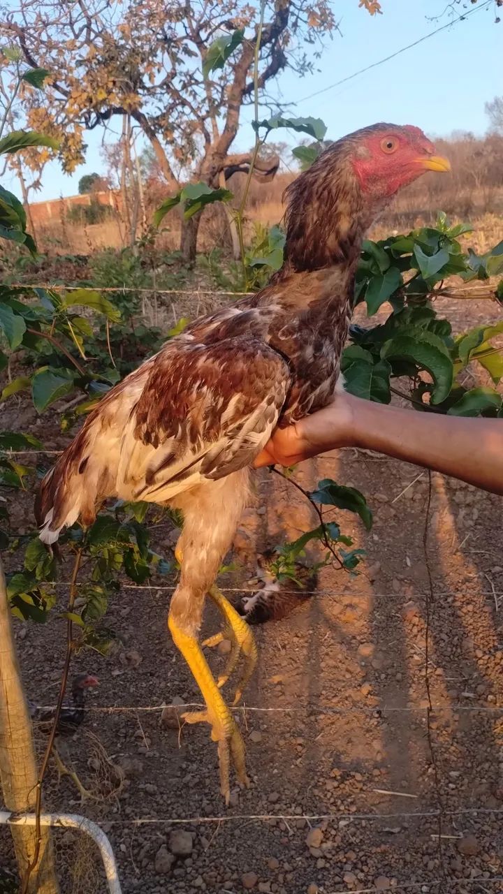 Frango Índio gigante - Foto 2