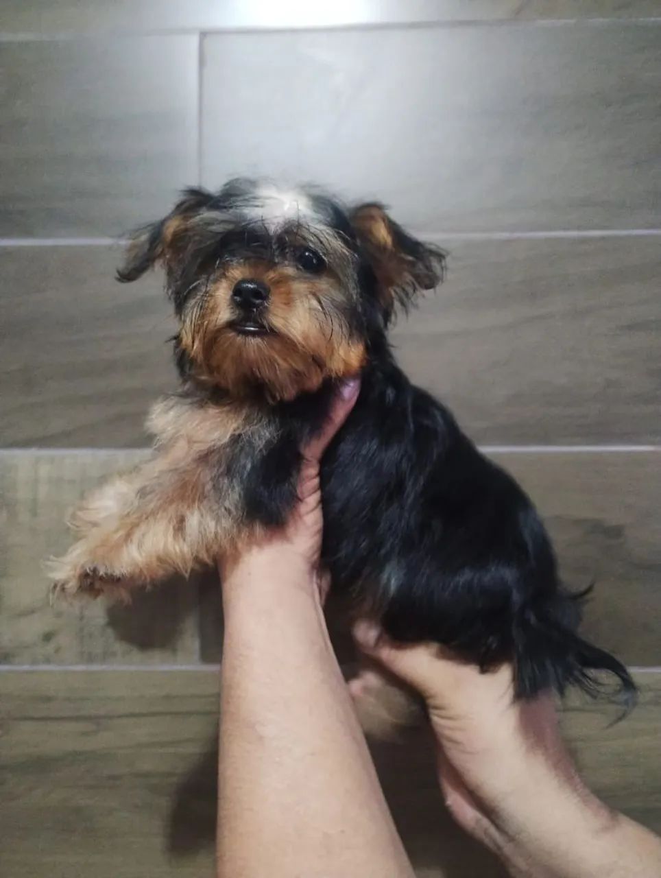 Yorkshire micro  Terrier  - Foto 5