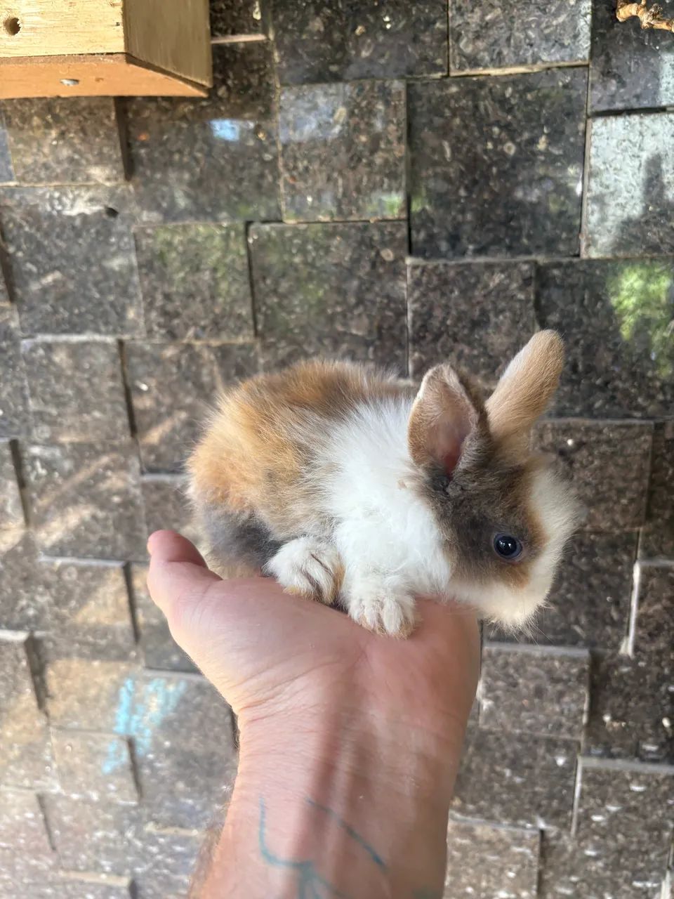 Mini liom  R$ 30,00 - Foto 5