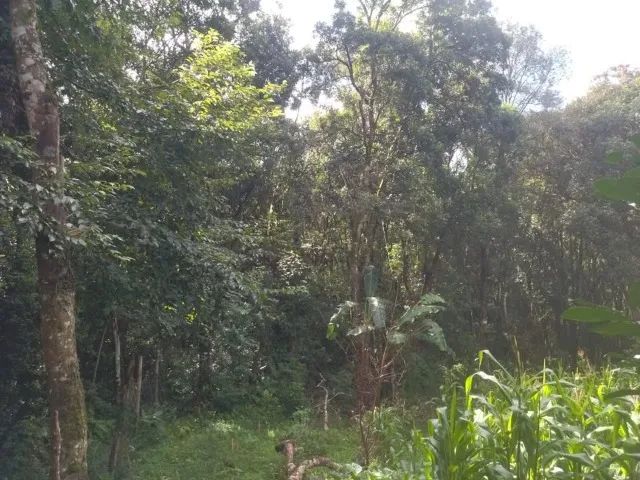 Vendo Chácara em Viana - Foto 5