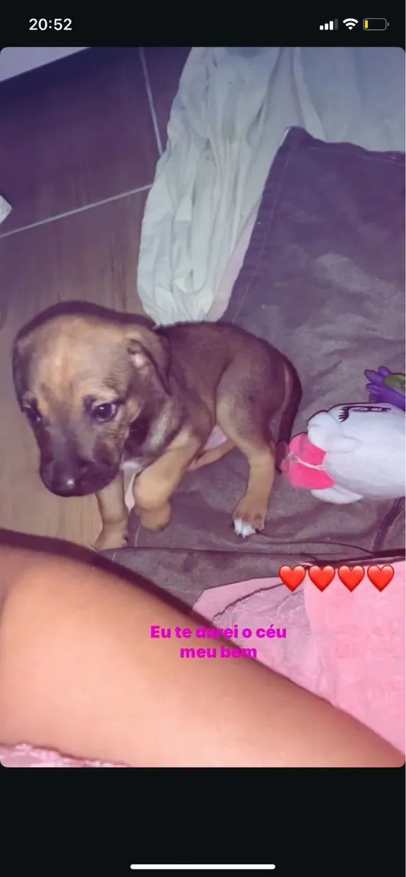 Cachorro  - Foto 2