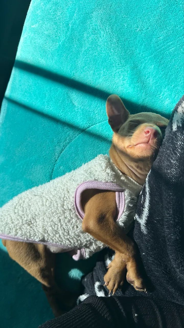 Pinscher 02 - Foto 3