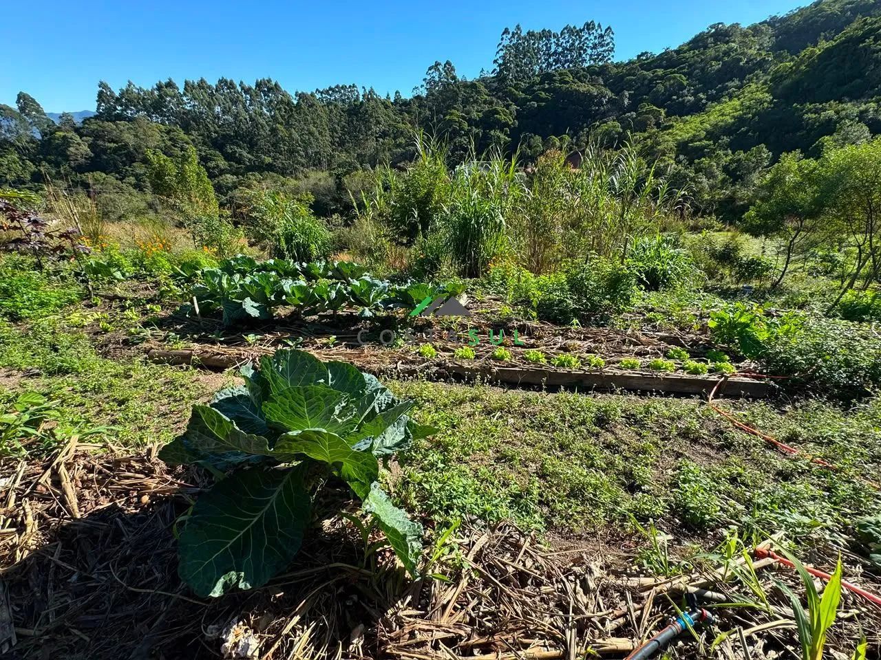 Sítio de 5,5 Hectares com Certificação Orgânica em Andamento - Foto 4