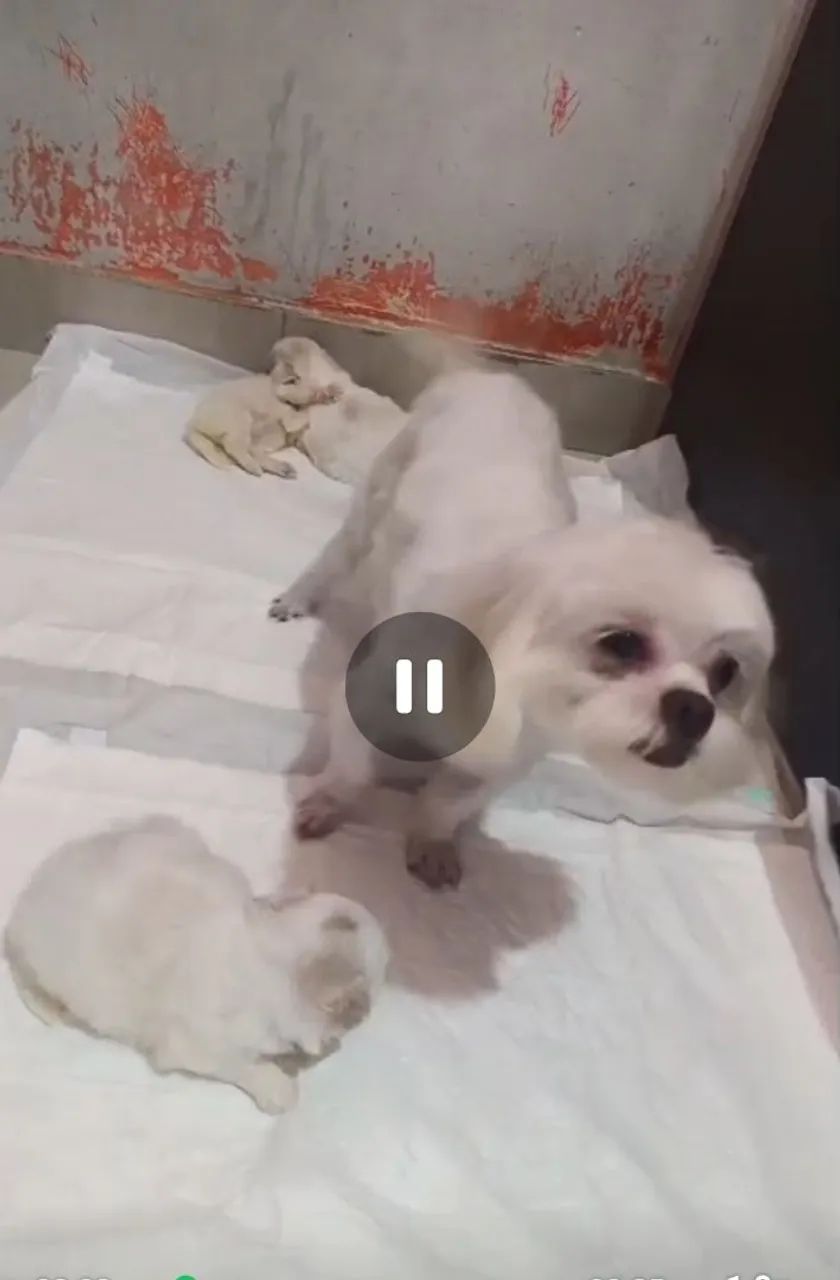 Venda de cachorro  - Foto 2