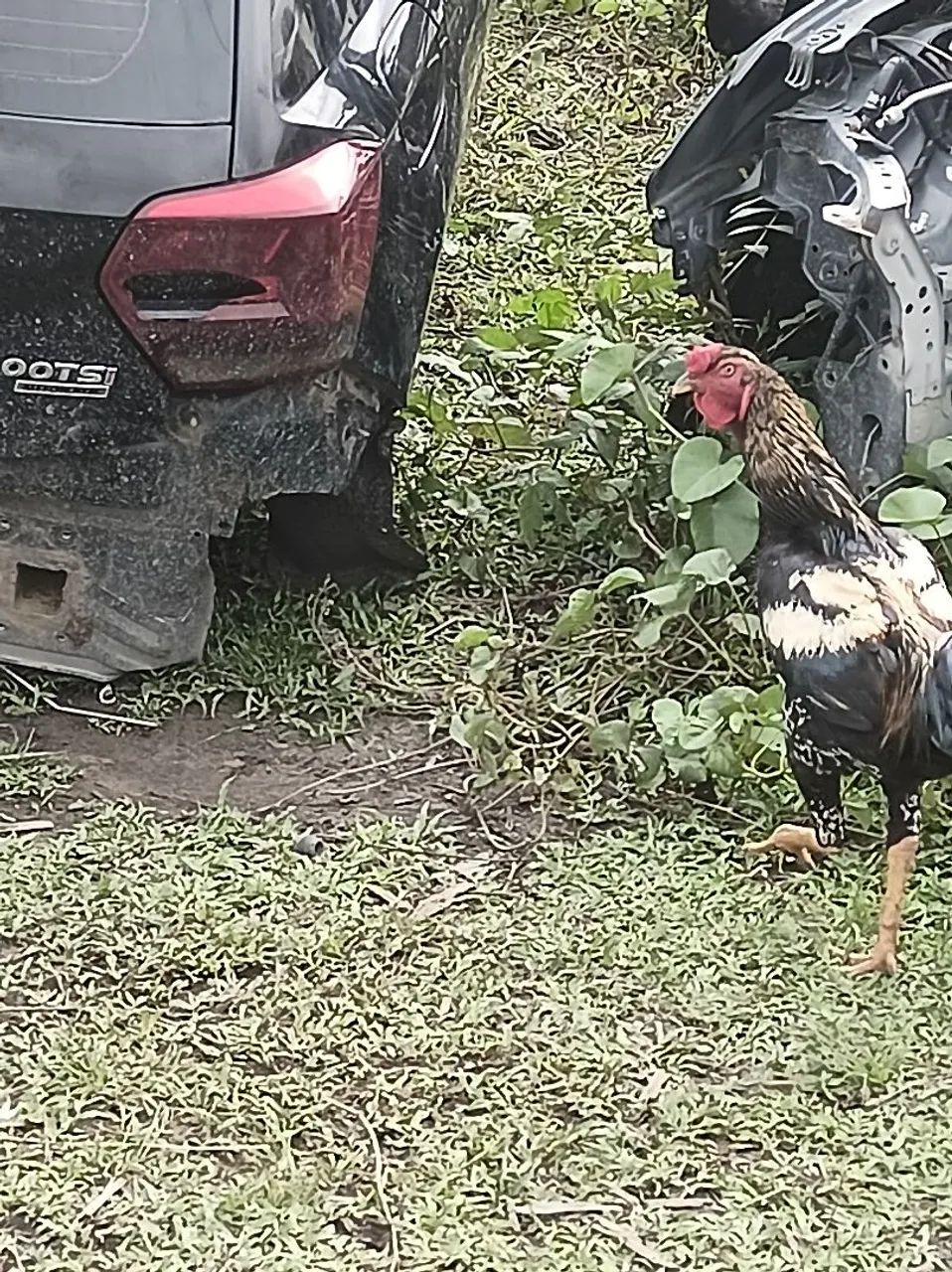 Frangos macho 