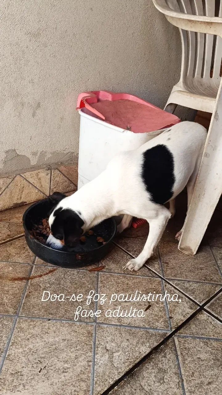 Cachorro