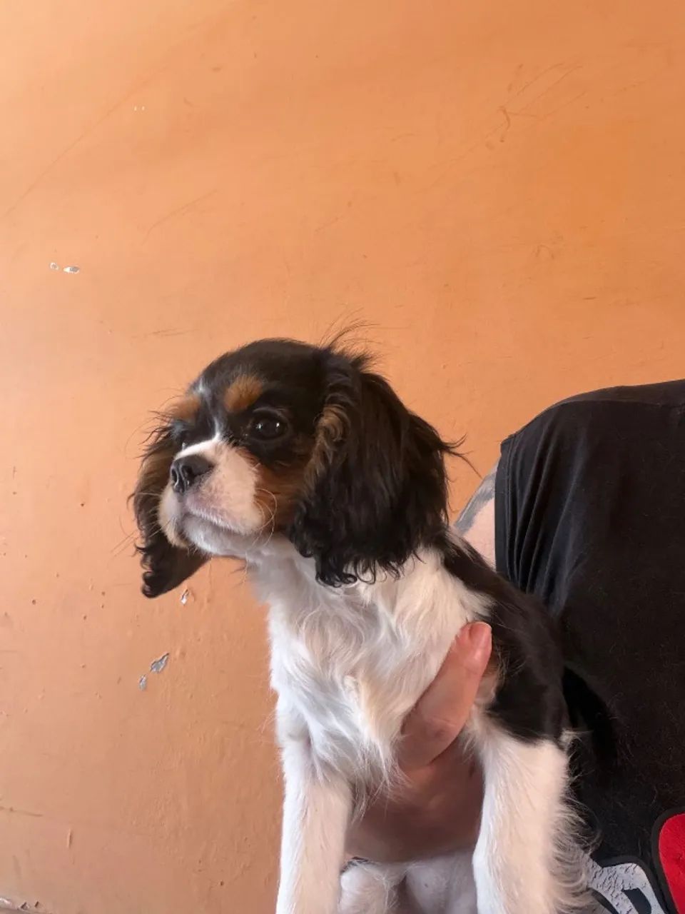 Cavalier king tricolor com 4 meses  - Foto 3